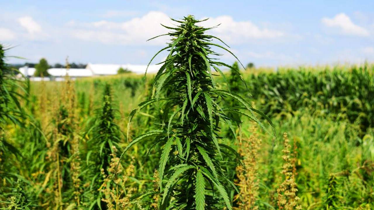 Посевы конопли заказ семян марихуаны по россии